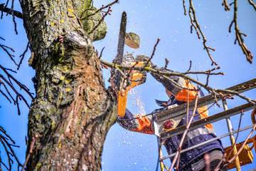 travaux d'abattage d'arbres Lanuéjouls