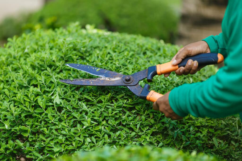 Gros plan sur des mains vêtues de manches vertes taillant une haie dense avec des cisailles de jardin rouillées aux poignées orange.