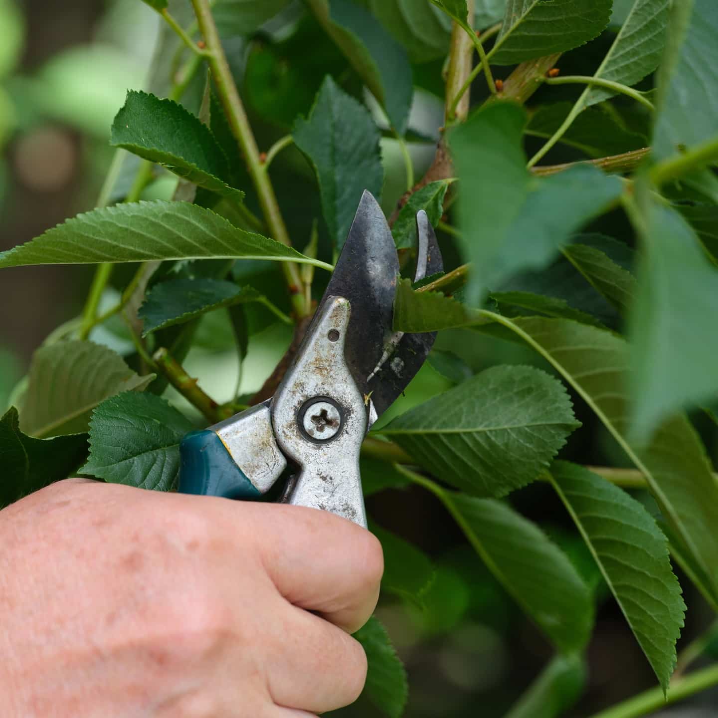 Jardin sec avec olivier, statue et gravier coloré Aménagement paysager méditerranéen avec statue blanche, gravier ocre et gris, olivier, et gazon synthétique près d'un mur beige.